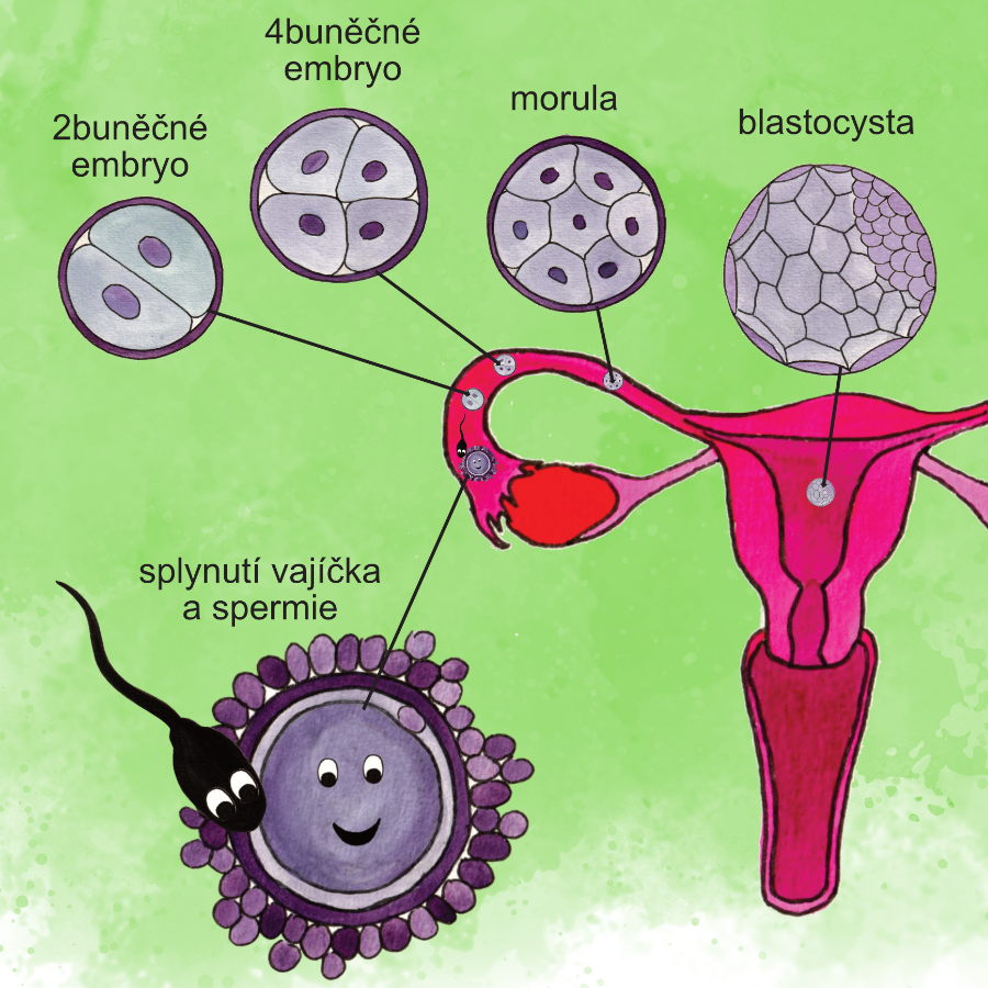 Embryo – vznik nového života